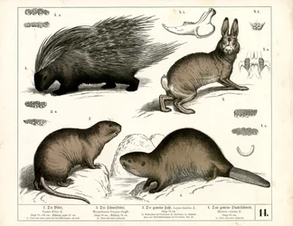 Castor, porc-épic et lièvre