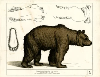 Ours brun avec détails anatomiques