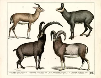 Chamois, gazelle, bouquetin et mouflon