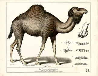 Dromadaire avec détails anatomiques