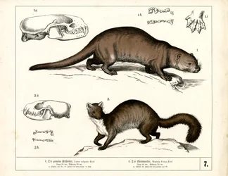 Loutre et martre d