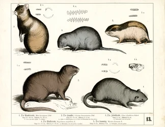 Rongeurs européens : Rats et campagnols
