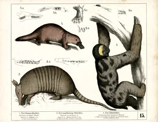 Mammifères exotiques d