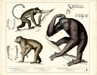 Grands singes : orang-outan, chimpanzé et guenon