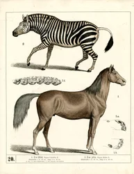 Cheval et zèbre avec détails anatomiques