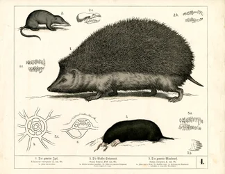 Insectivores : Hérisson, musaraigne et taupe