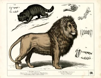 Lion et chat sauvage avec détails anatomiques