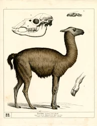 Lama avec crâne et détails anatomiques