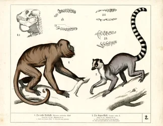 Singe et lémurien : hurleur roux et maki catta