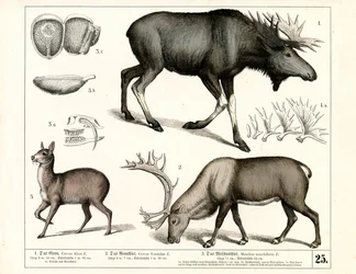Espèces de cervidés nordiques et cerfs musqués