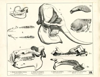 Crânes et dentition de divers mammifères