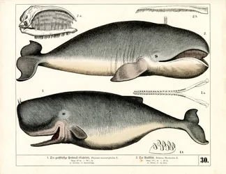 Cachalot et baleine boréale avec caractéristiques anatomiques