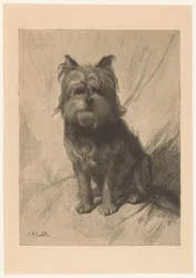 Chien hollandais