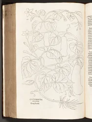 Courgette, illustration de De historia stirpium commentarii insignes par Leonhart Fuchs, 1542