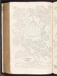 Gourde, illustration de De historia stirpium commentarii insignes par Leonhart Fuchs, 1542