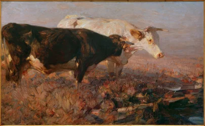 Vaches dans la lande