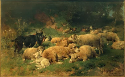 Moutons au repos au bord de la forêt