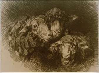 Moutons
