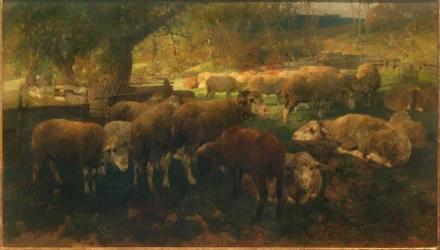 Moutons sous les arbres