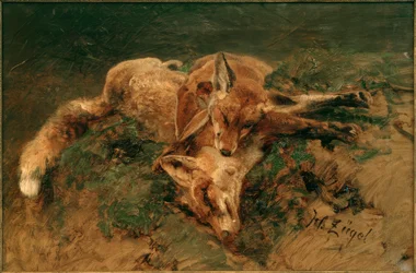 Deux renards