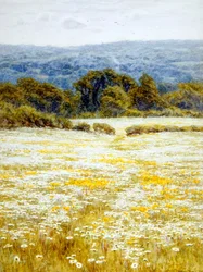 Marguerites, près de Westerham, Kent