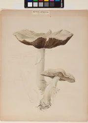 Agaricus augustus