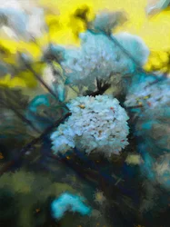 Floraison de mai, 2019