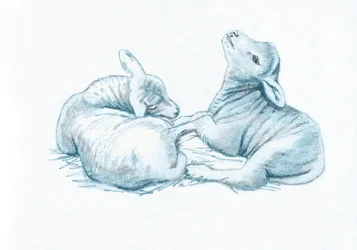 Esprits Doux IX