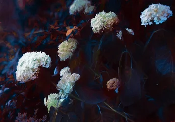 Au clair de la lune, 2019