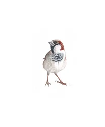 Moineau mâle III, 2022