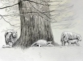 Shady Tree, 2022