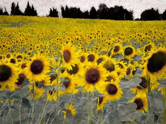 Colline ensoleillée, 2019