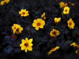 Velours jaune, 2019
