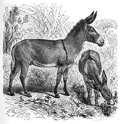 Âne sauvage africain