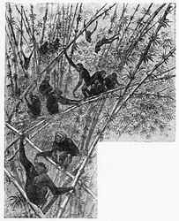 Hoolocks dans une jungle de bambous, vers 1900