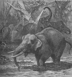 Éléphants indiens se baignant, vers 1900