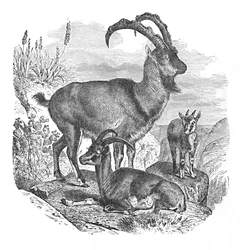 Chèvres sauvages persanes