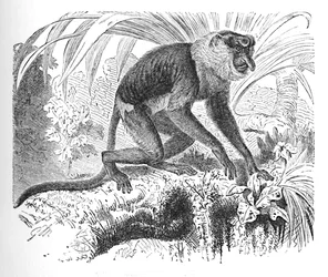 Singe nasique, vers 1900