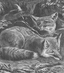 Le renard à la maison