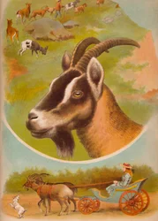 La Chèvre, c1900