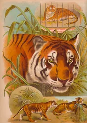 Le Tigre, vers 1900