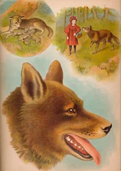 Le loup, vers 1900