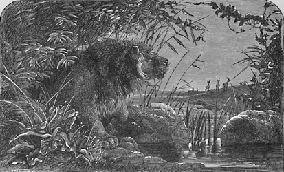 En attendant les antilopes, vers 1900