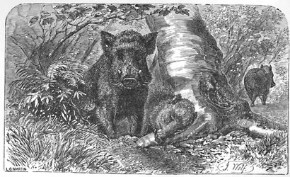 Sangliers dans la forêt, vers 1900