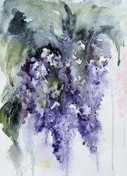 Glycine violet pâle