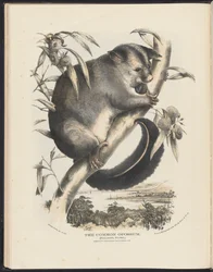 Mammifères d