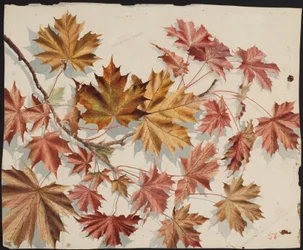 Feuilles d