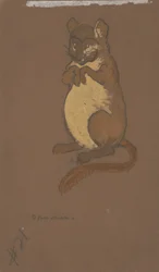 Loir (conception des costumes pour Alice au pays des merveilles, 1915)