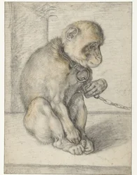Singe assis enchaîné
