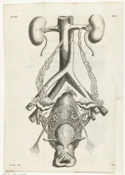 Illustration anatomique des organes génitaux féminins et des reins Illustration de livre pour : Reinier de Graaf, Alle de wercken, Amsterdam, 1686